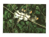 Pocztówka - Jaskółcze pisklęta wśród zarośli / jaskółki / ptaki