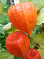 MIECHUNKA ROZDĘTA - czerwone jesienne lampiony