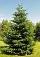 Jodła Kaukaska do ogrodu, na taras, (Abies Nordmaniana) 20 nasion