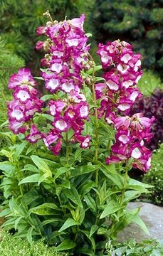 PENSTEMON HARTWEGO LOVELY FLOWERS MIX