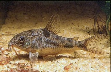 Рыбья кираса Кираса Corydoras paleatus