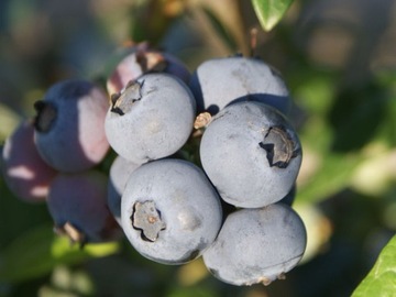 Саженец BLUECROP BLUECROP, 7 лет, НАСТОЯЩЕЕ ФОТО