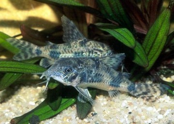 Рыбья кираса Кираса Corydoras paleatus