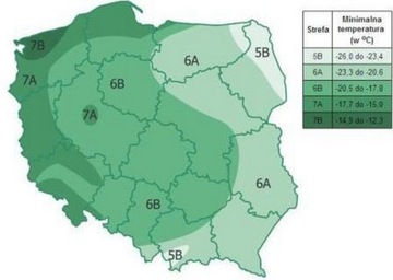 КИТАЙСКИЙ МИСКАНТО ВАР. СТРИКТУСНЫЙ ПОСЕВ в P9