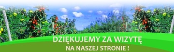 Колонновая яблоня ЗЛОТА РЕНЕТА ---- № 259а.