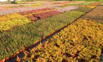 Гвоздика голубая Dianthus gratianopolitanus многолетние растения