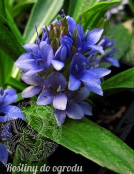 Очень редкий и востребованный LAGOTIS STOLONIFERA.