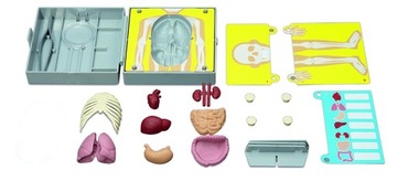 Anatomia Klatka Piersiowa Zabawka Edukacyjna domu