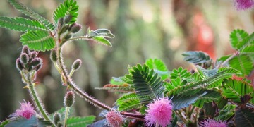 SHOCK DANCING FLOWER - Семена Mimosa PINK FLOWERS