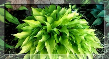 LIMONKOWA MINI HOSTA LEMON MINIATUROWA NA SKALNIAKI SADZONKI PRODUCENT