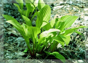 LIMONKOWA MINI HOSTA LEMON MINIATUROWA NA SKALNIAKI SADZONKI PRODUCENT