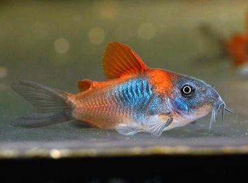 Кираса оранжевая венесуэльская рыба Corydoras venezuelanus