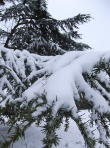 АТЛАССКИЙ КЕДР - CEDRUS ATLANTICA НА БОНСАЙ 3 СЕМЯНА