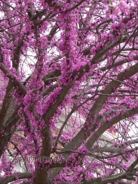 Cercis canadensis - Иудино дерево XXL