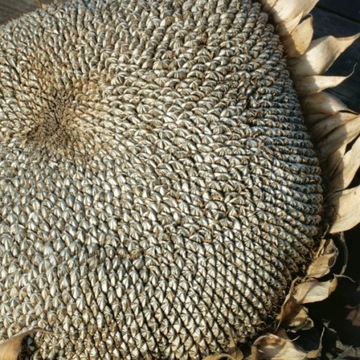 ПОДСОЛНУХ СЪЕЗДНЫЙ Толстополосатый (HELIANTHUS ANNUUS L) 1 КГ - 6000 СЕМЯН