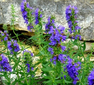 ИСОП САДОВЫЙ (HYSSOPUS OFFICINALIS) 200 СЕМЯН