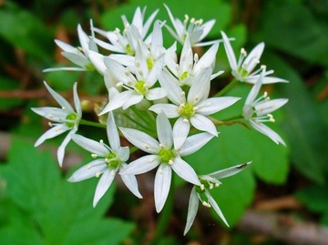 CZOSNEK NIEDŹWIEDZI - ALLIUM URSINUM - 20 NASION