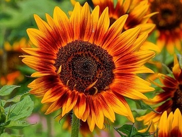 ПОДСОЛНЕЧНИК ДЕКОРАТИВНЫЙ (HELIANTHUS ANNUUS) СМЕСЬ СОРТОВ И ЦВЕТОВ 100 ГР СЕМЯН