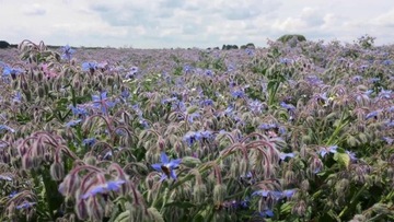 БОРАГО ОФИЦИНАЛИС (BORAGO OFFICINALIS) 50 СЕМЯН