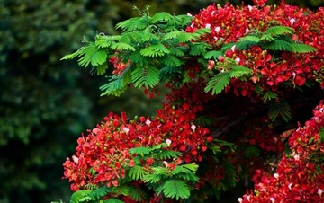 AFRICA FLAME - DELONIX REGIA - 3 СЕМЯ