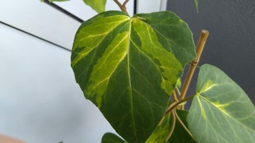 Hedera colchica 'Sulfur Heart' Плющ колхидский