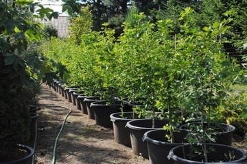 Ginkgo japanese 'ginkgo biloba' 160cm. fotki!!, фото