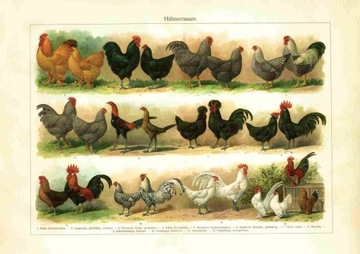 Rycina породы kur птицы a3, фото