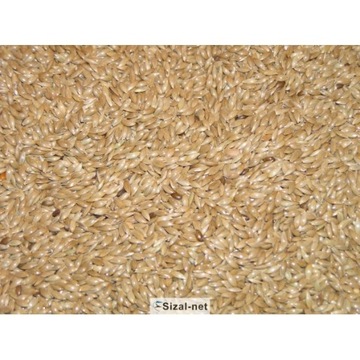 KANAR (mozga kanaryjska) 1 kg Super jakość i CENA