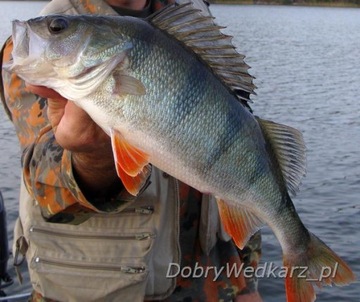 Джексон УРАН 3 СПИННЕР