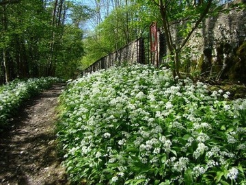 МЕДВЕДЬВЫЙ ЧЕСНОК, самая полезная пряность