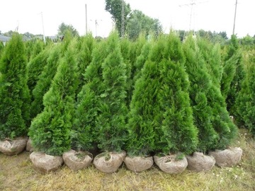 Thuja Smaragd TUJA SZMARAGD-25CM ! W DONICZCE !! -2ZŁ/szt - Komplet-100szt!