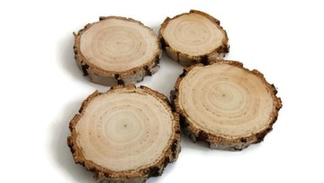 plastry drewna brzoza gruba kora 8-10 cm, gr. 1cm