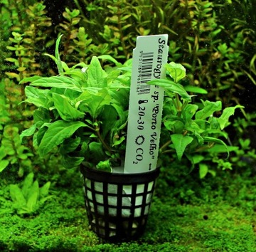 Rośliny do akwarium Sturogyne sp. Porto Velho XXL