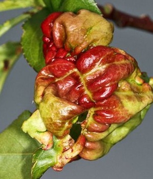 СИЛЛИТ 65WP ОТ БОЛЕЗНЕЙ ПЛОДОВЫХ ДЕРЕВЬЕВ, СКУЧИВАНИЯ ЛИСТЕЙ, ПАРШИ ЯБЛОНИ