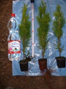 THUJA SMARAGD TUJA SZMARAGD 20-30CM! SLEMY W DONICZCE !! KOMPLET 51szt !