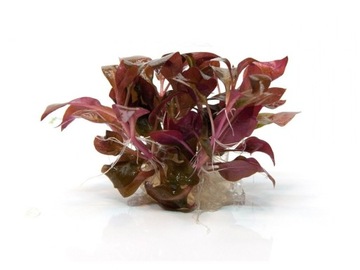 36. Alternanthera BRONZE łatwa czerwień InVitro