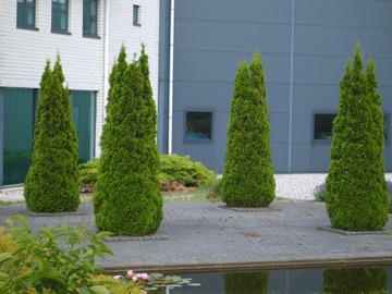 Tuja SZMARAGD thuja SMARAGD 50cm W DONICZCE