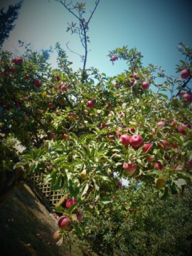 Яблочный уксус - просто от фермера!