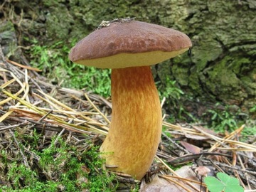 Мицелий Bolete edulis + Подберезовик бурый