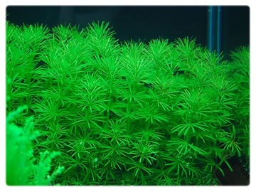 Bacopa myriophylloides CIRCLE чашка 10см InVitro