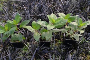 МИНИАТЮРНАЯ BOBO HYDRTENSIA – НАСТОЯЩИЙ МОРОЗОСТОЙКИЙ КАРЛИК