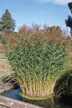 Тростник обыкновенный (Phragmites) Саженцы 50 шт!