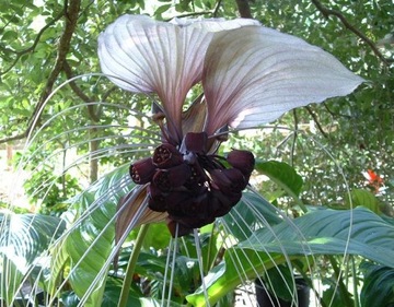 Kwiat nietoperz czarny - white tacca.