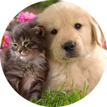 ВОЛНЫ для торта КОТЫ, диаметр 20 см, плотные, насыщенные цвета.