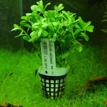 Hedyotis Salzmanii Растения для аквариума EASY