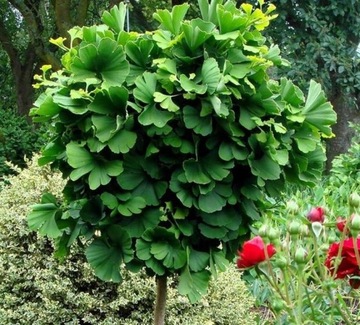 Miłorząb japoński MARIKEN OGROMNA SADZONKA szczepiona NA PNIU Gingko Biloba