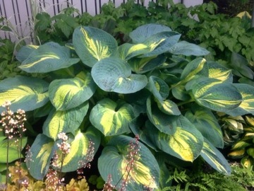 Funkia Hosta GREAT EXPECTATIONS 2 kolory DONICZKA