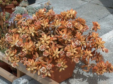 Sedum nussbaumerianum - очиток желтый.