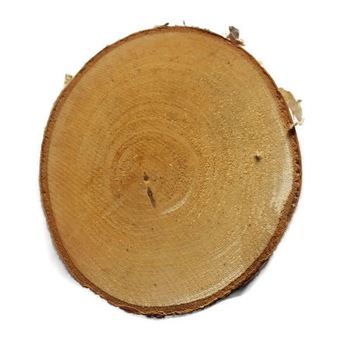 Plastry drewniane krążki drewna brzoza 20-25cm