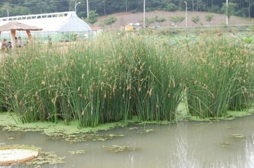 W59 Озёрный крот __ Scirpus lacustris Otlenia